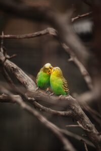 волнистые попугайчики милашки