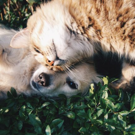 дружба кошки и собаки