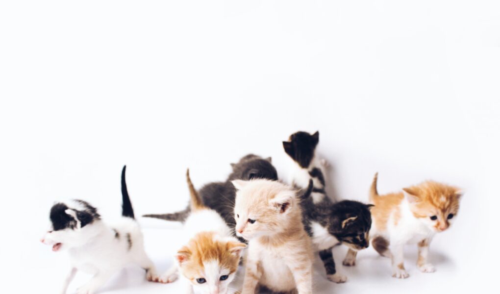 маленькие милые котятки